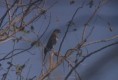 /album/photogallery/gabor-goshawk-2-jpg/